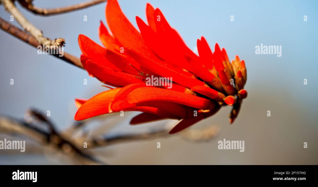 Close up of   flower plant and clear sky Stock Photo