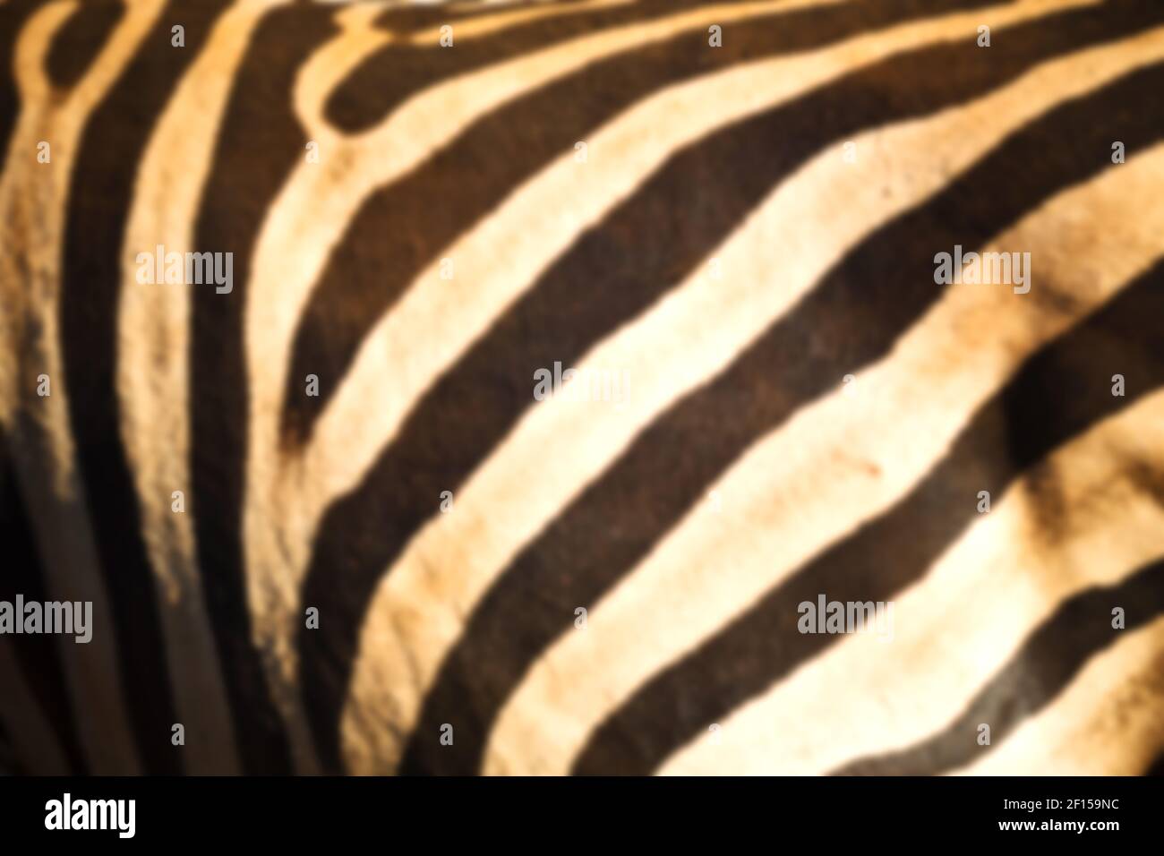 Wild zebra skin abstract background Stock Photo