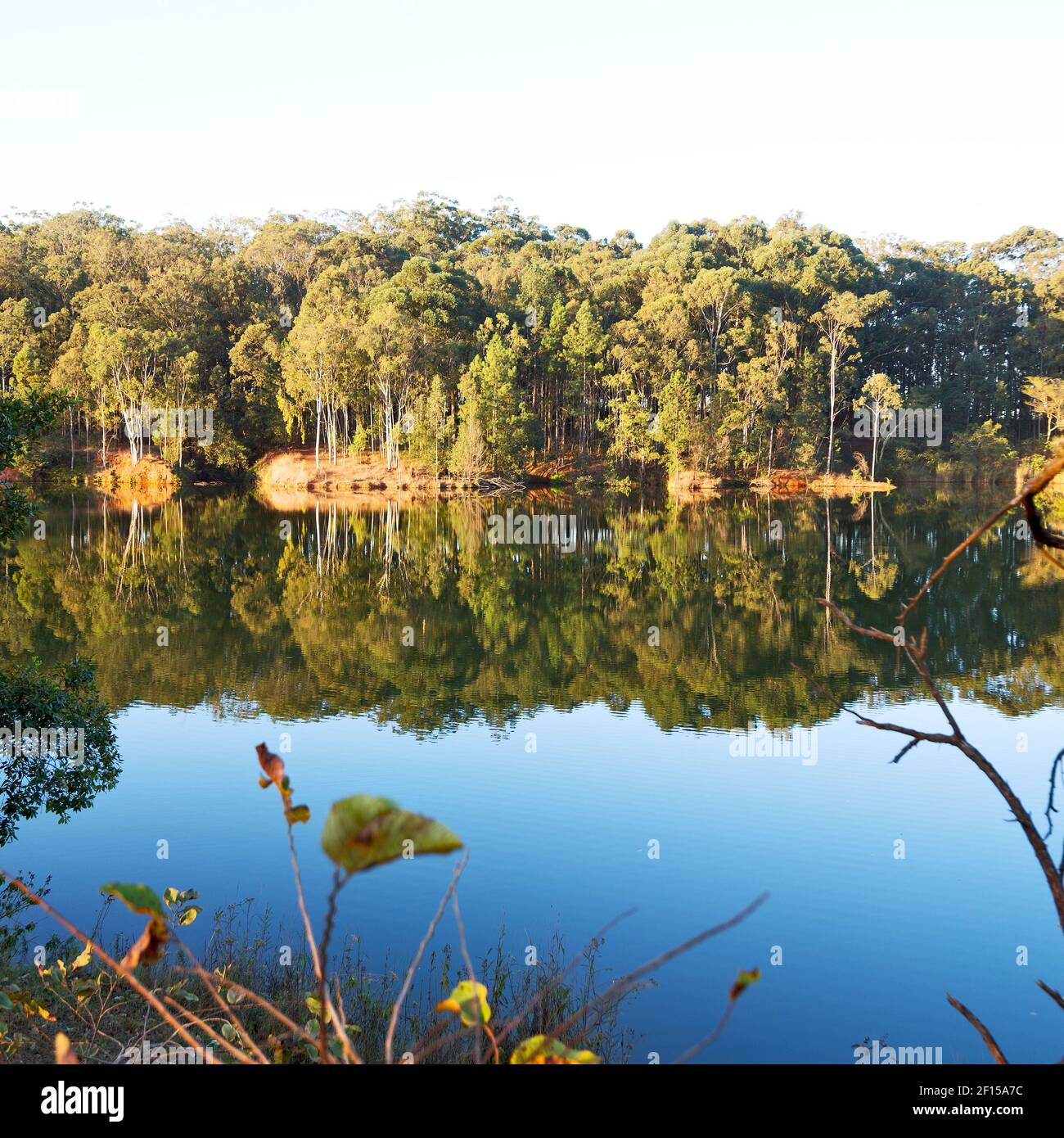 The pound lake and tree reflection in water Stock Photo Alamy