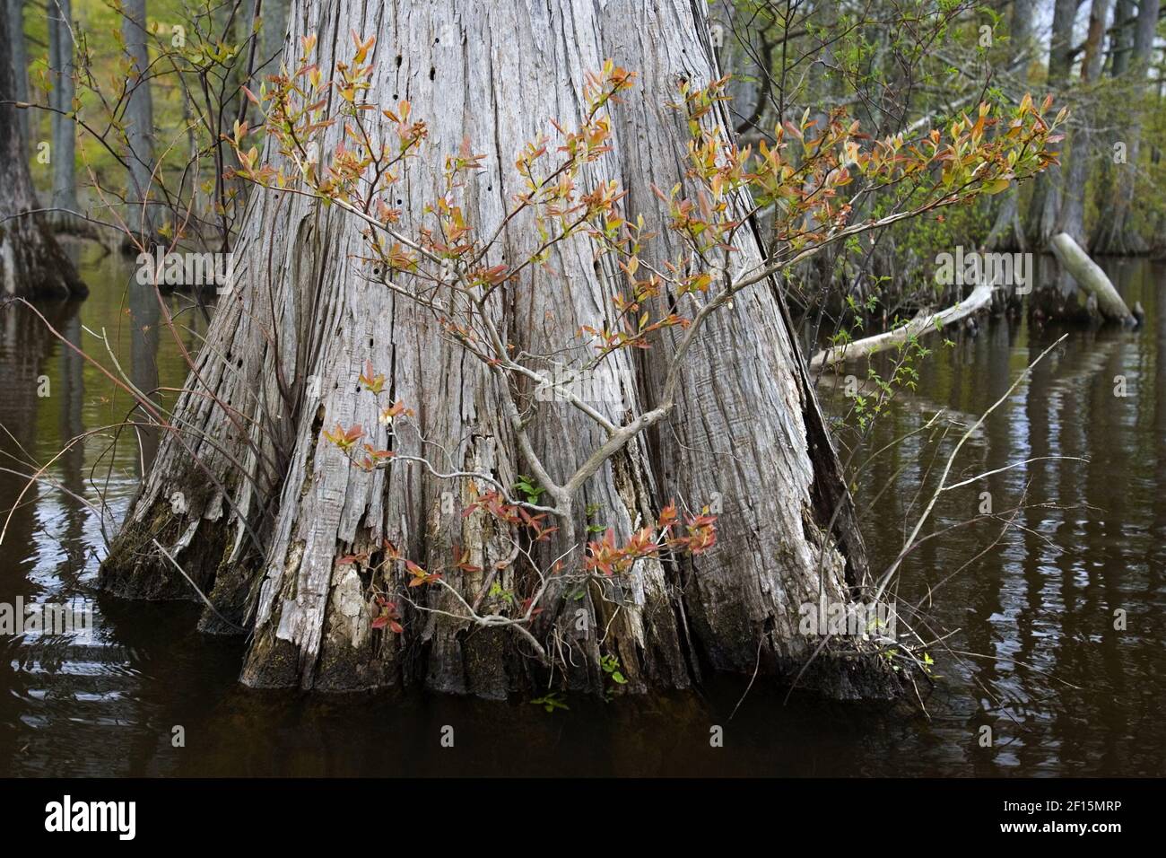 Vegetation abounds in the marshy areas along the Chickahominy River in
