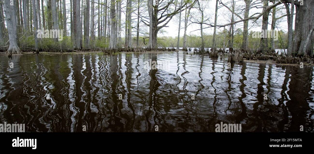 Cypress knees, marsh grasses and trees dot Smith Island on the