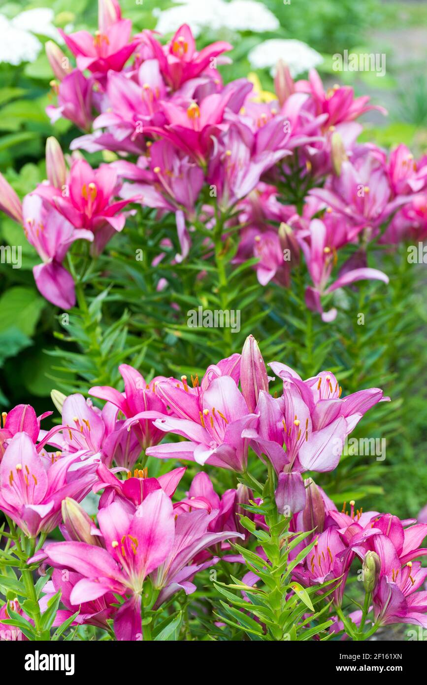 Lots of pink lilies on background of white hydrangeas in garden Stock Photo