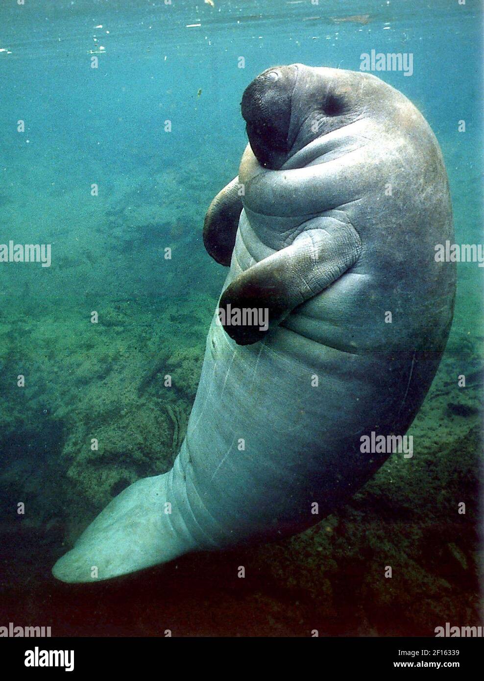 Scientists estimate that six in every 10 manatees now winter near power