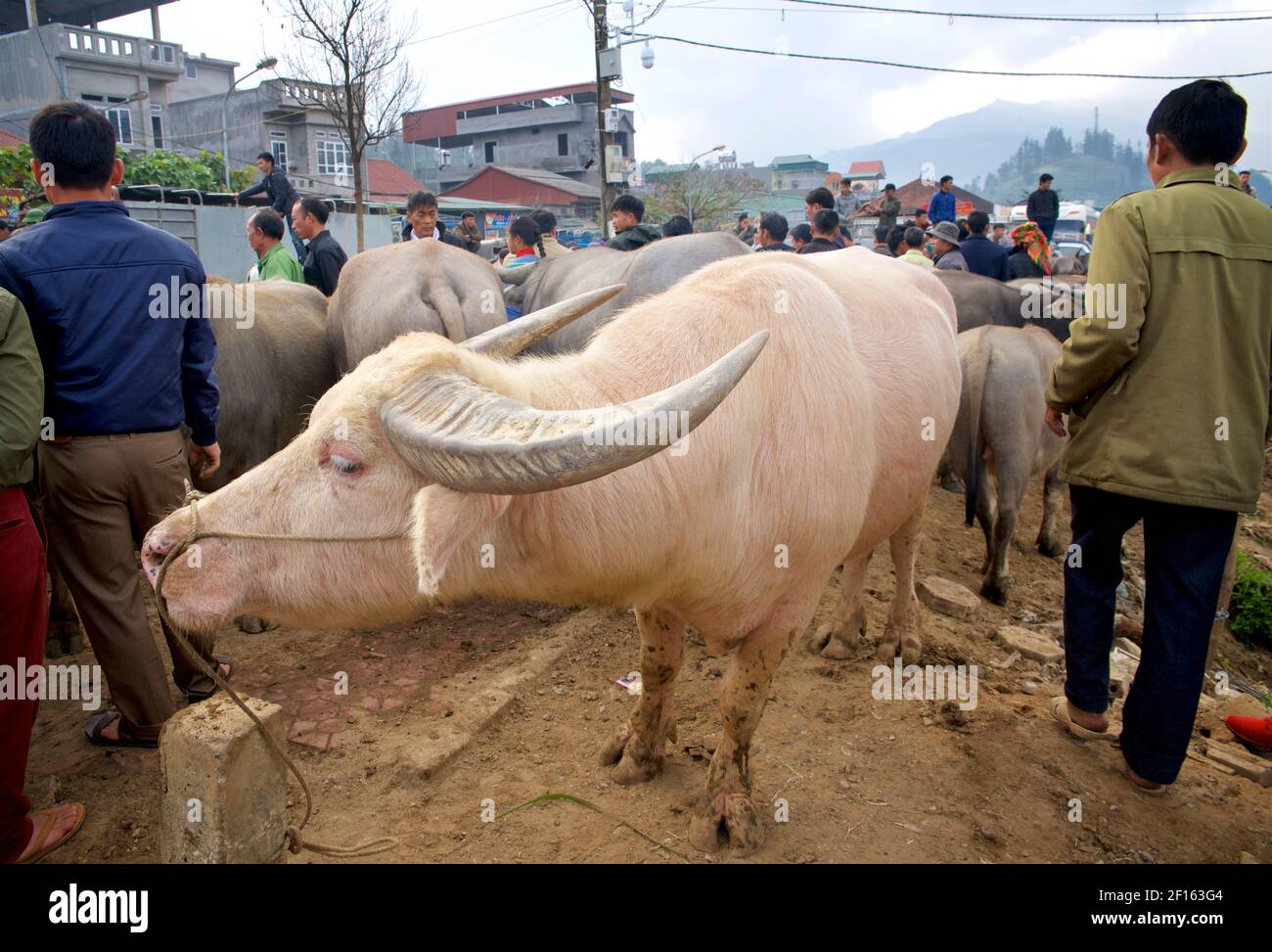 Albino water buffalo hi-res stock photography and images - Alamy