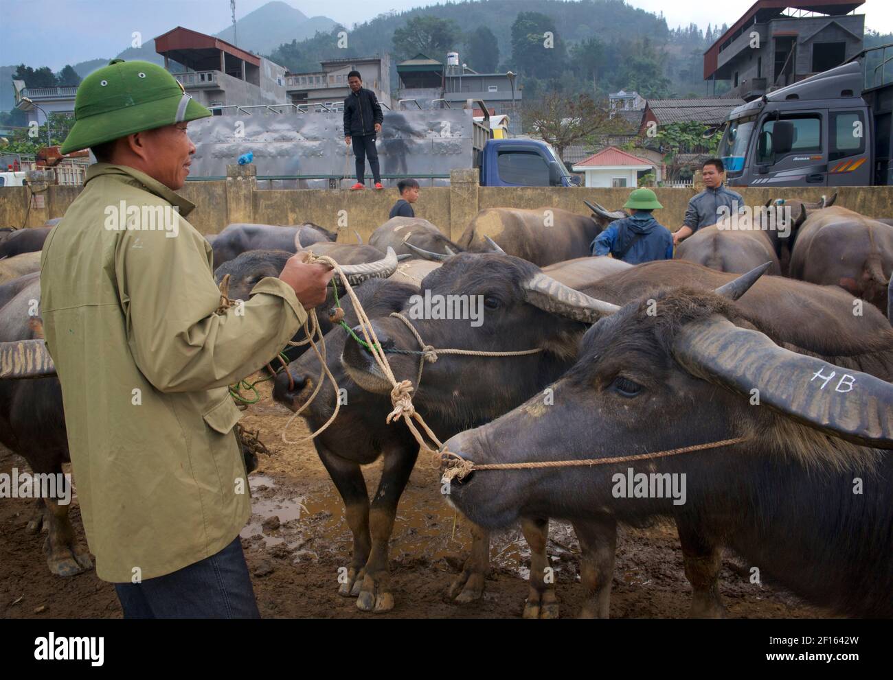Livestock market. Vietnamese man in distinctive army pith helmet, selling water buffalo at Bac Ha market, Lao Cai province, northeast Vietnam Stock Photo