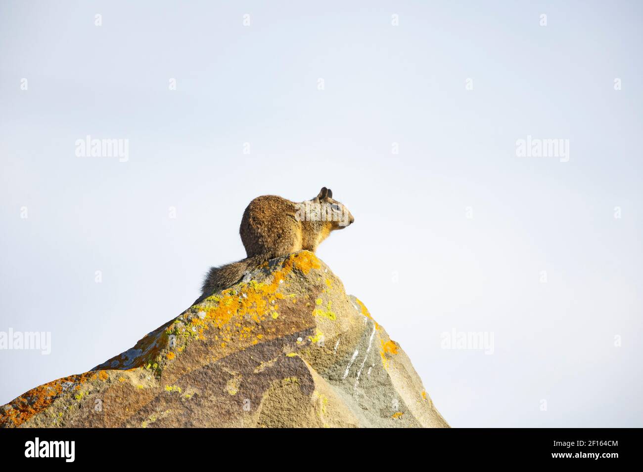 Ground Squirrel perched on Lichen covered rock Stock Photo