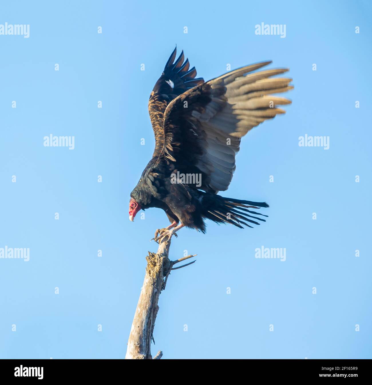 Turkey Vulture Wings Spread Stock Photo Alamy