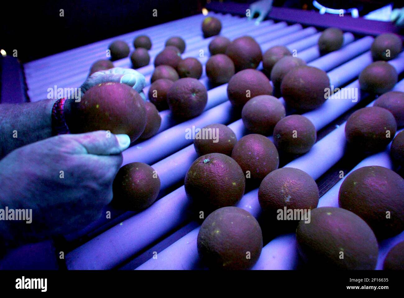 An orange grower takes a look at a freeze damaged orange in black light