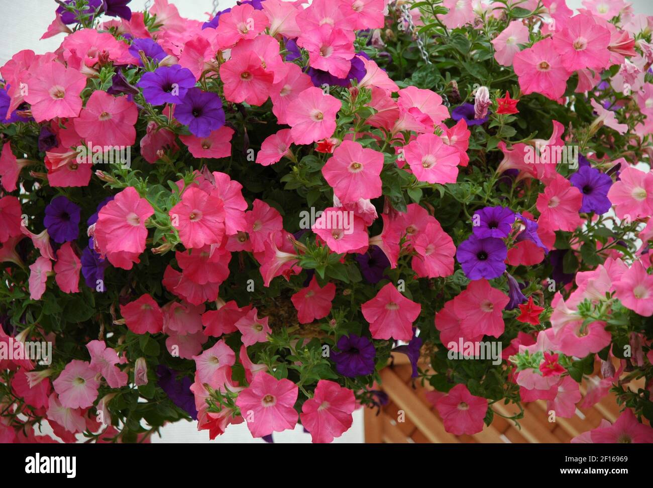 Wave petunias High Resolution Stock Photography and Images Alamy
