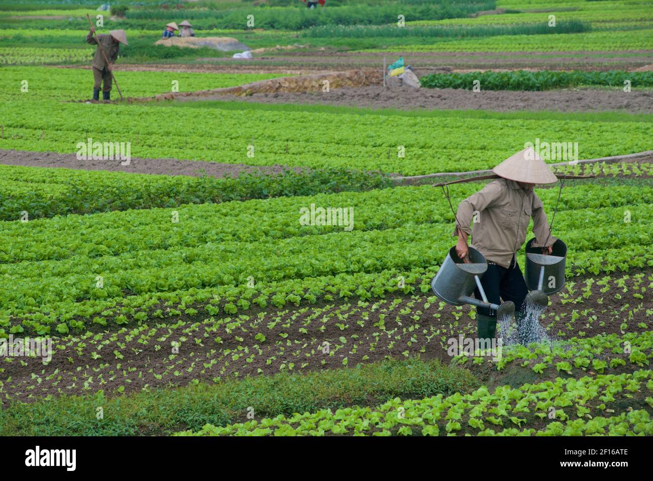 Vietnamese horticulture in the Red River Delta, Vietnam Stock Photo