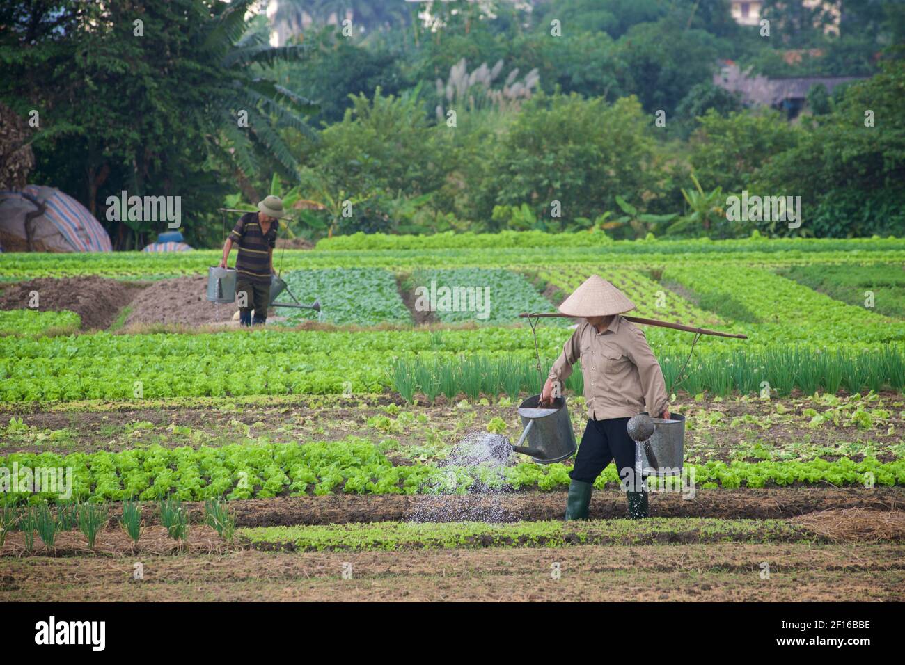 Vietnamese horticulture in the Red River Delta, Vietnam Stock Photo