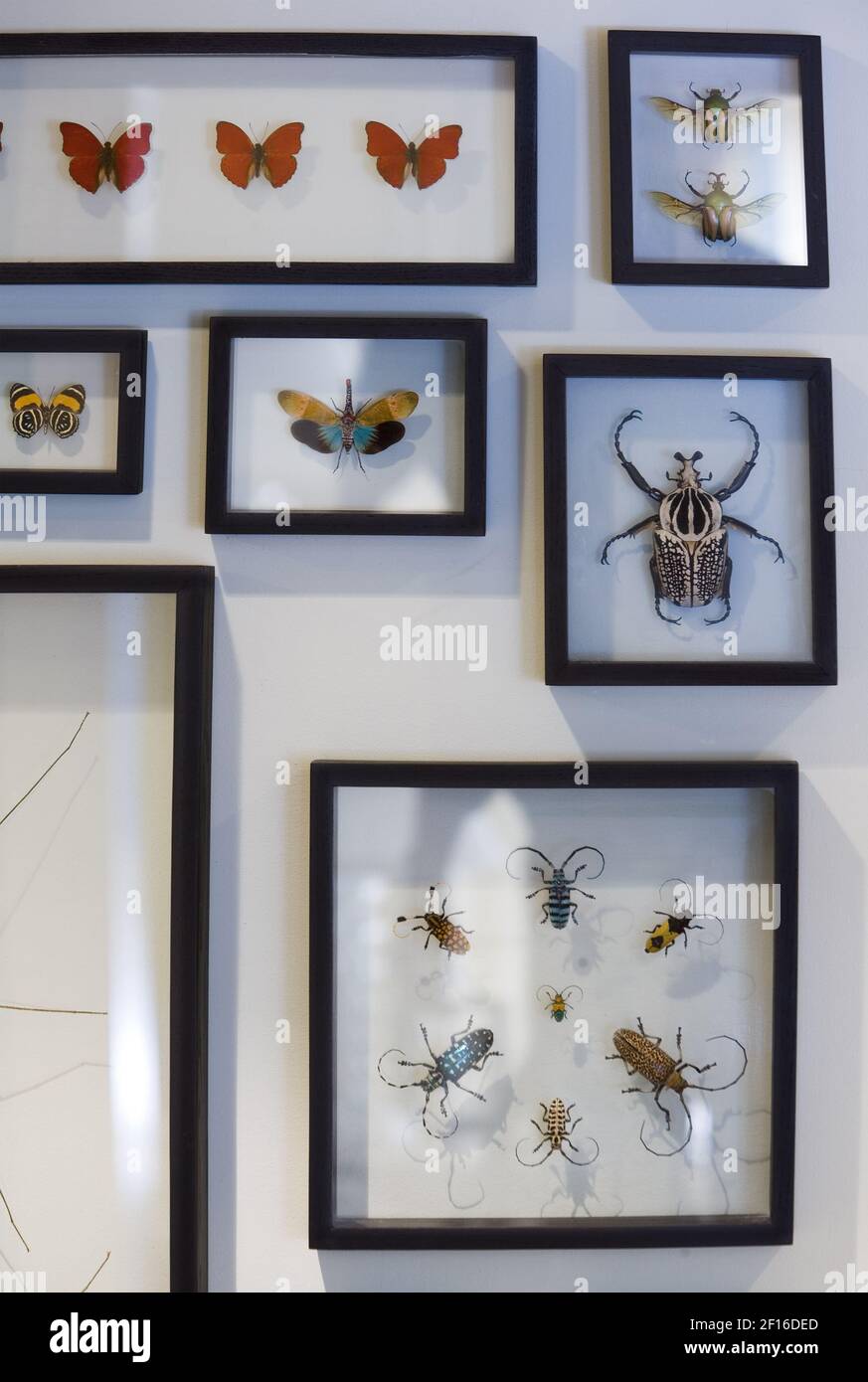 In this photograph, a detailed view of the bug wall display in the ...