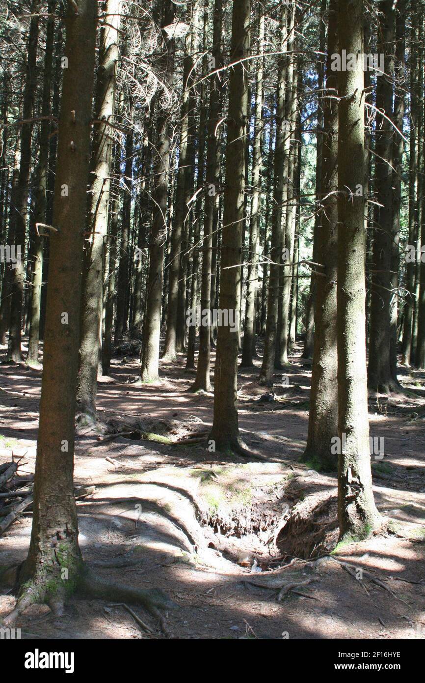More than 60 years later, World War II foxholes remain in the forests 