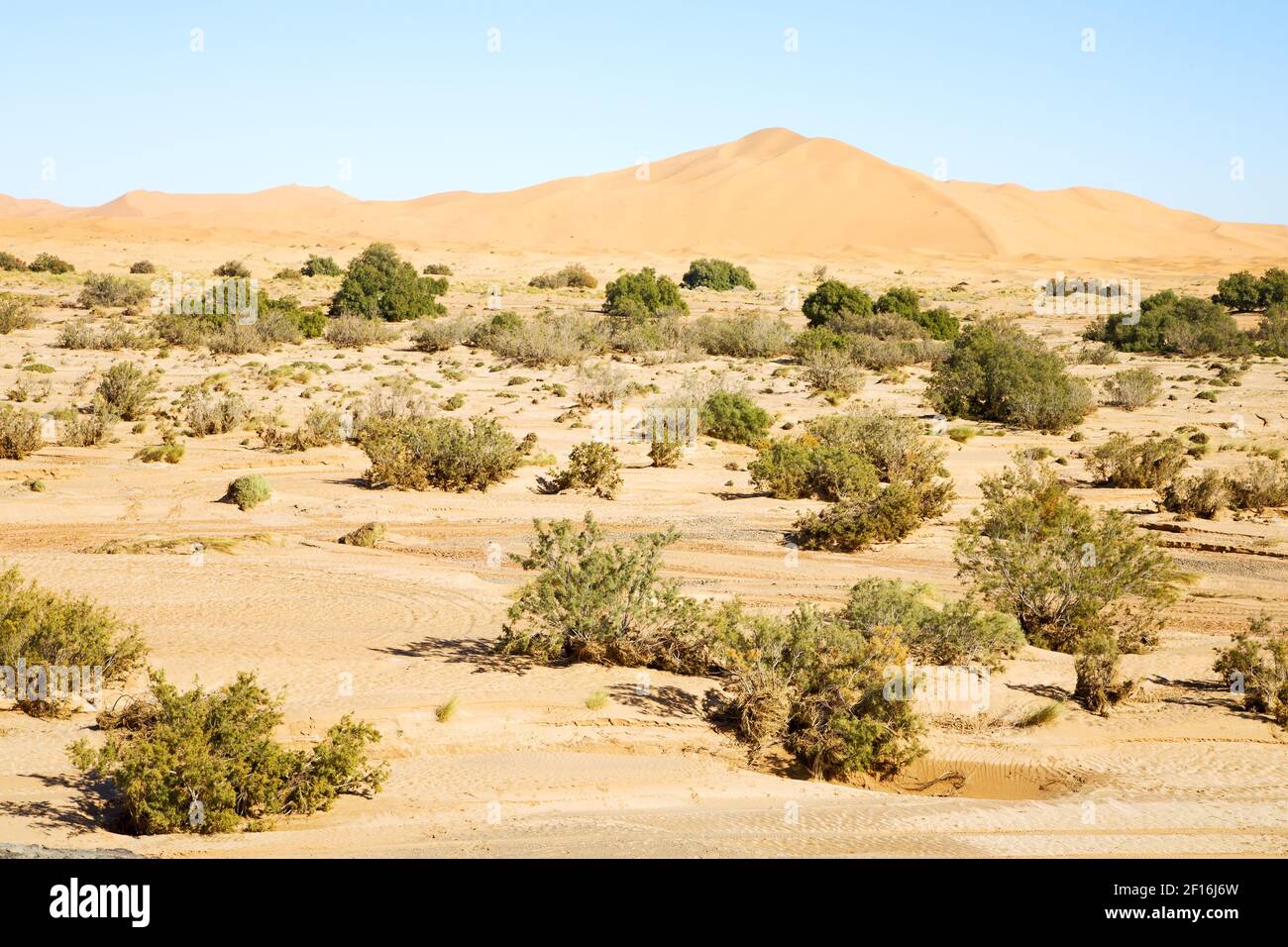 Bush old fossil in  the desert of  sahara Stock Photo
