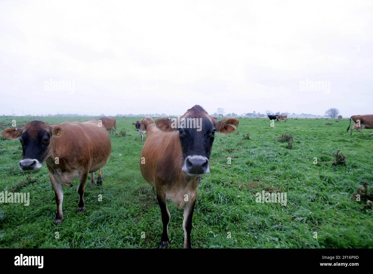 Dairy cattle head to their barn for milking at Leroy Miller's farm in