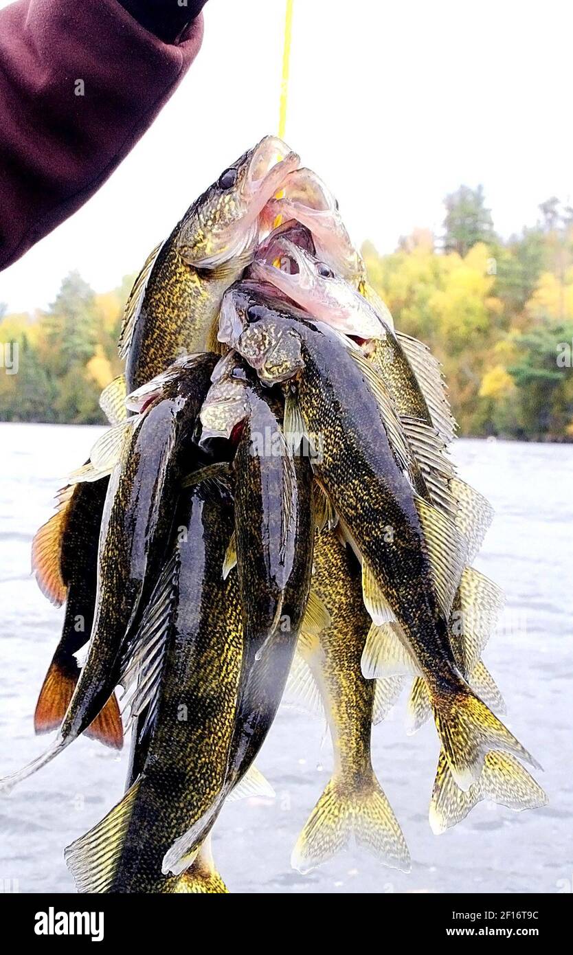 A stringer of walleyes, and one smallmouth bass, is displayed after a day  of fishing in Ely, Minnesota, in September 2006. (Photo by Sam Cook/Duluth  News Tribune/MCT/Sipa USA Stock Photo - Alamy