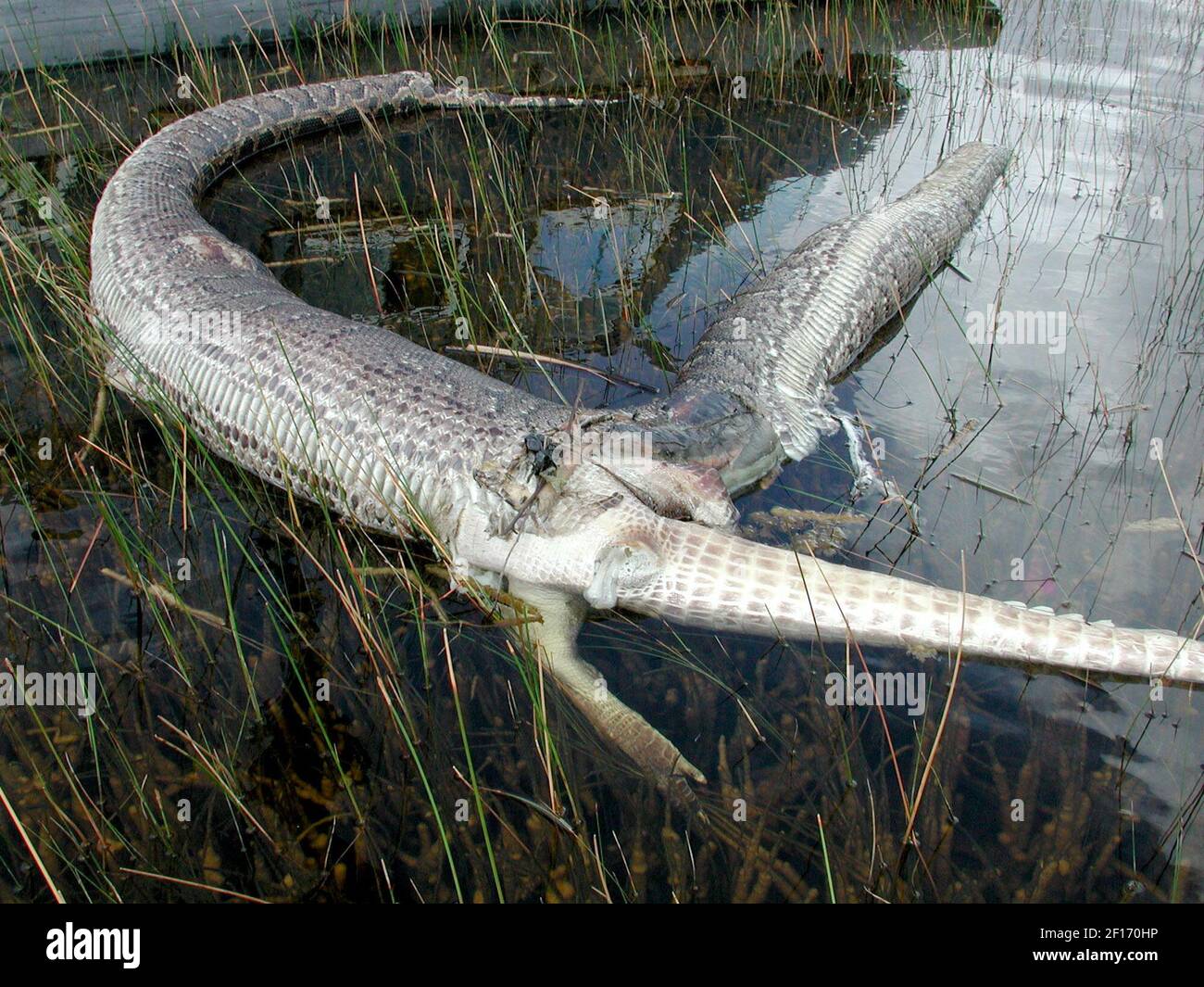 Burmese python alligator hi res stock photography and images alamy