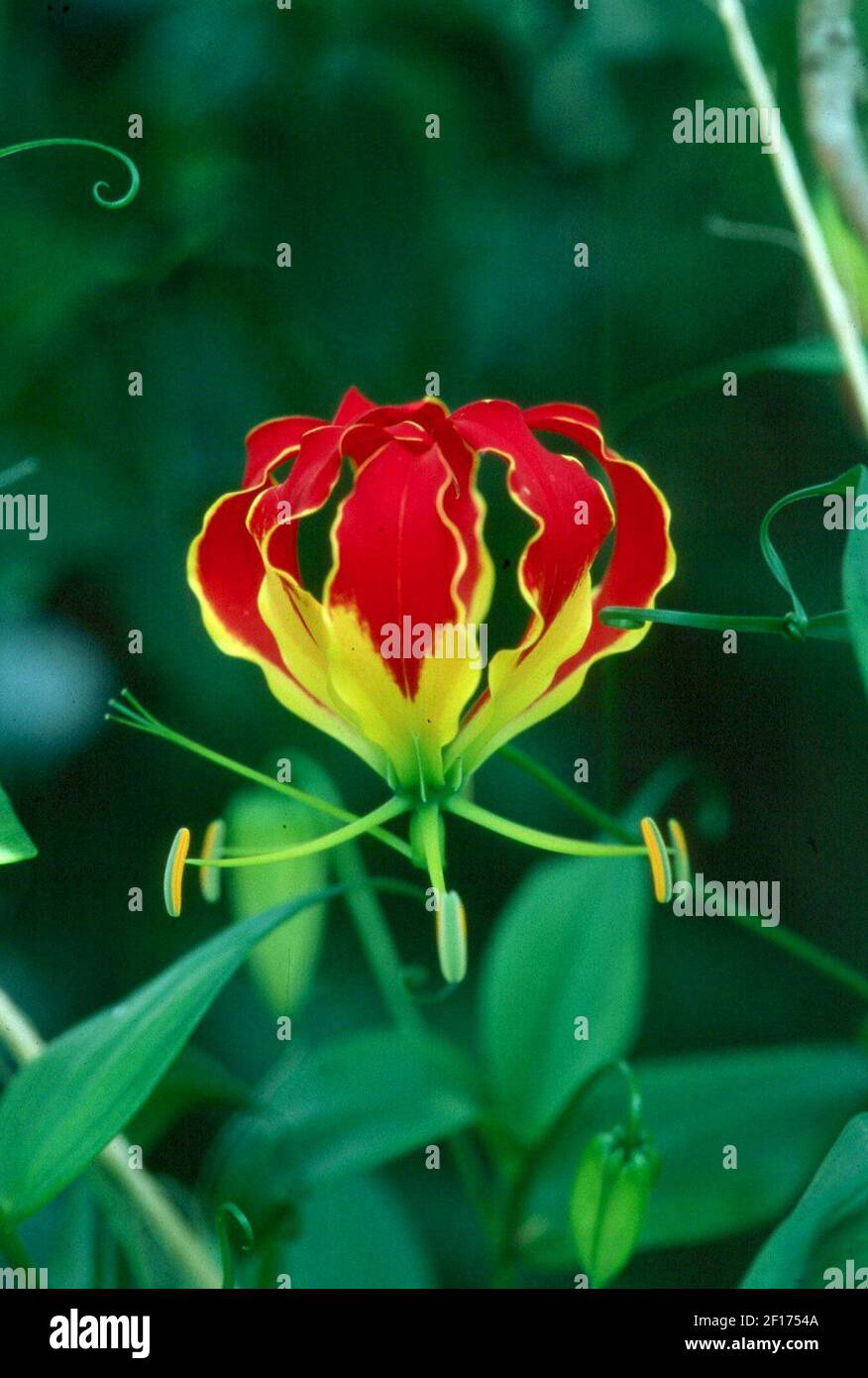 The glory lily is one of the most exotic flowering vines to grow in a