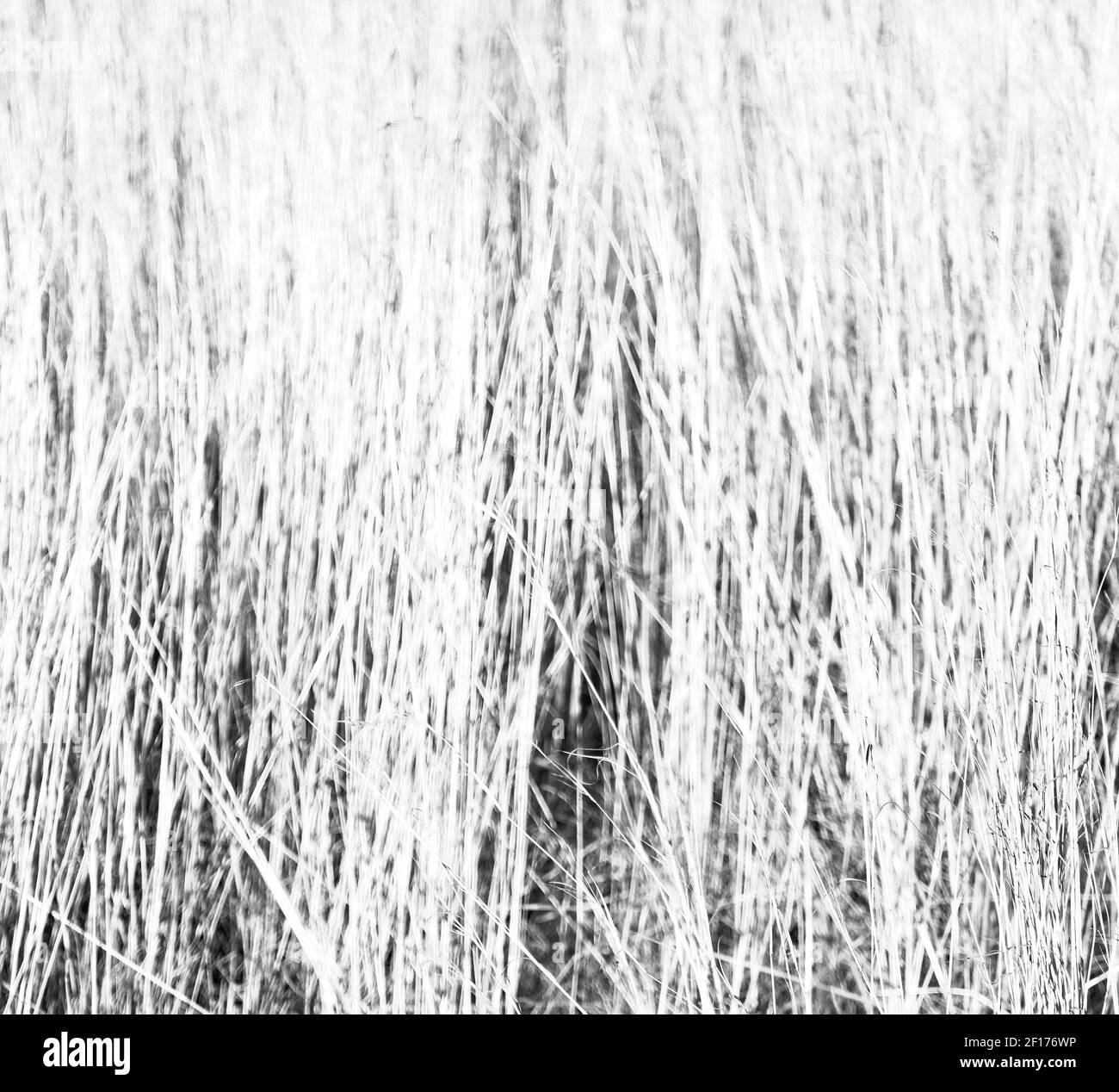 Blur   abstract grass like background Stock Photo