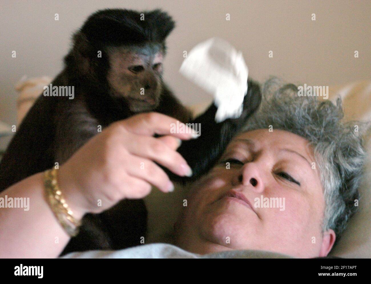Highly trained monkeys sale