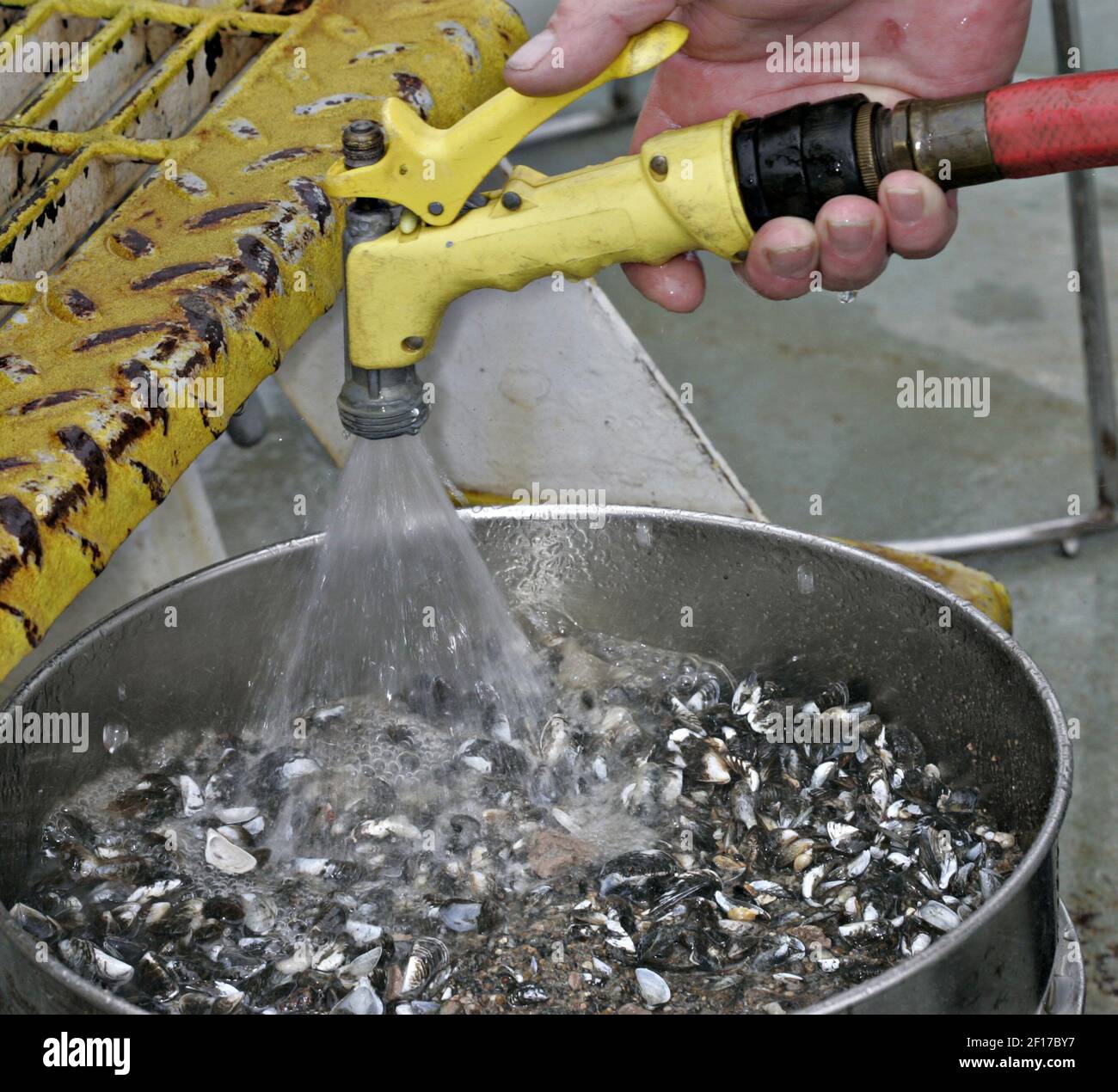 Quagga Mussels are checked on Lake Michigan May 10, 2006, as scientists