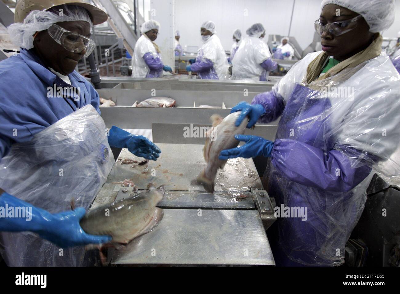 Workers skin freshly killed catfish at Country Select Catfish in Isola
