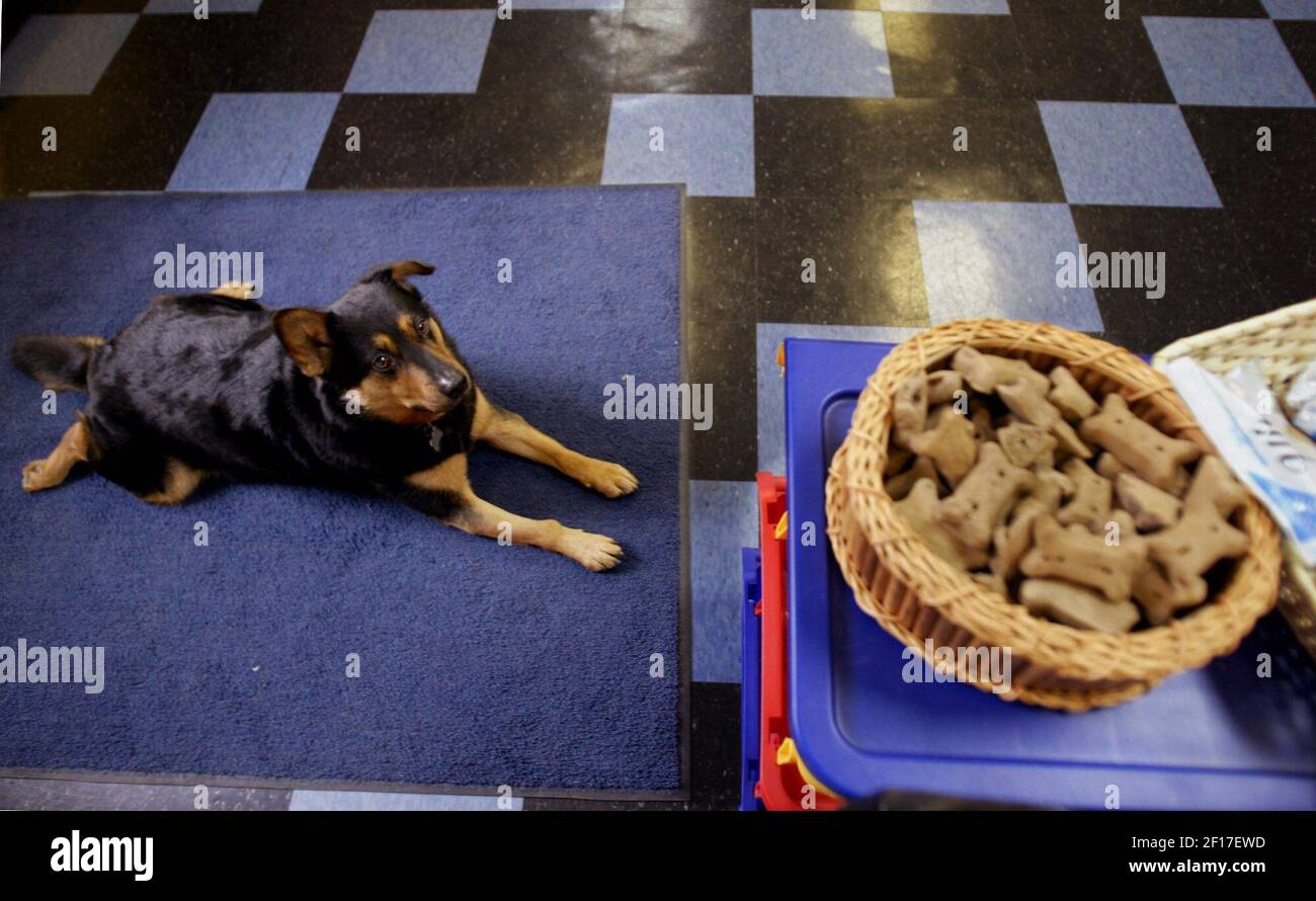 Wolfgang, a German shepherd/corgi mix, mans his post right near the ...