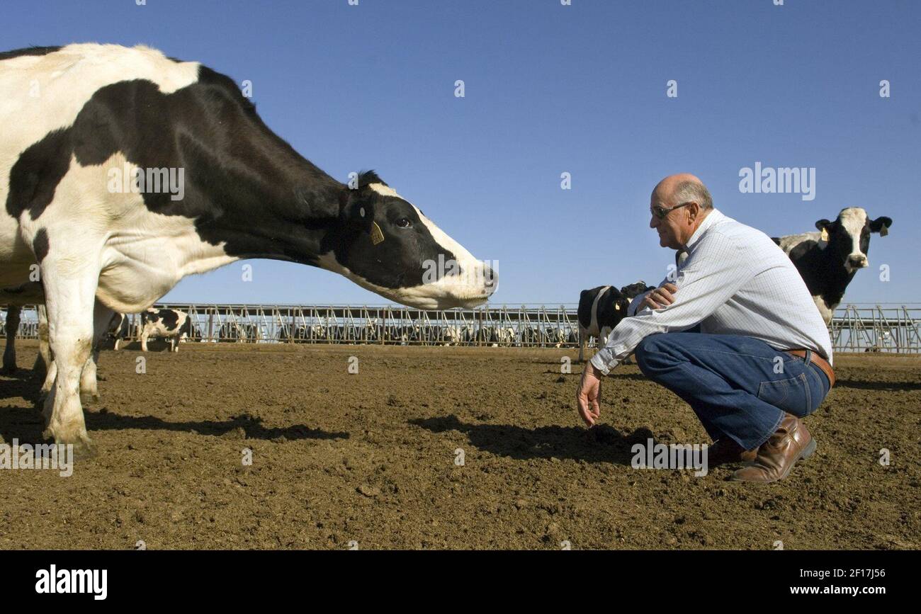 Hein Hettinga kneels in front of one of his cows, Februray 3, 2006, on