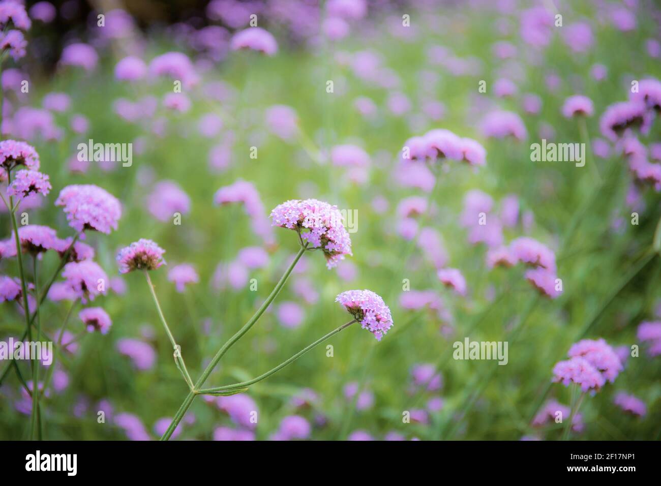 Purple flowers in winter with the beautiful of nature Stock Photo Alamy