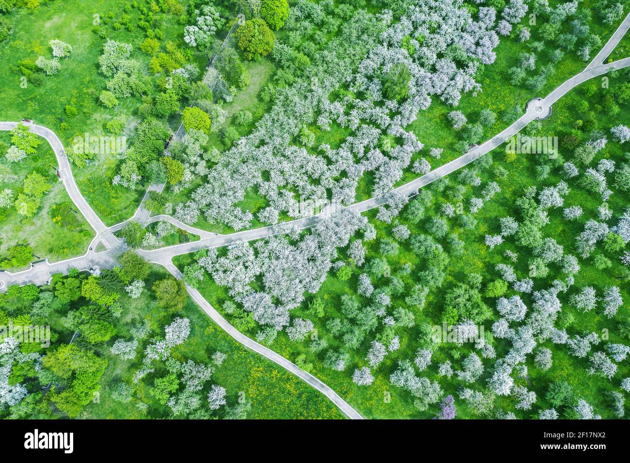 top view aerial photo from flying drone of beautiful spring landscape with blossoming apple orchard and footpaths Stock Photo
