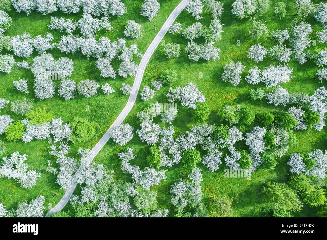 aerial top view of the footpath among blooming fruit trees in apple orchard. springtime Stock Photo