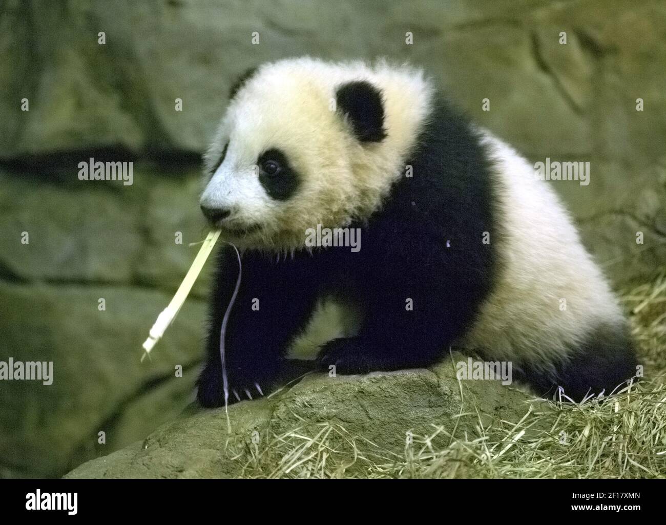Tai Shan - first surviving giant panda cub born at the National Zoo photo 2