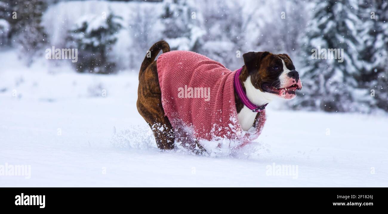 Adorable Female Boxer Dog playing in a snow Stock Photo Alamy