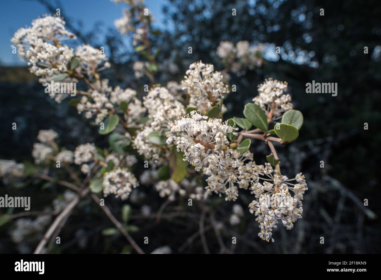 A flowering Buckbrush (Ceanothus cuneatus) in the Rhamnaceae or buckthorn family growing in the San Francisco Bay area of California. Stock Photo