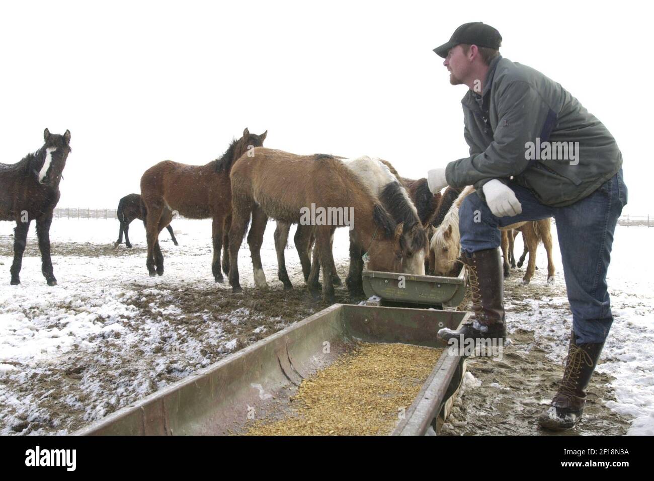 KRT US NEWS STORY SLUGGED: WILDHORSES KRT PHOTOGRAPH BY SHERRY  LAVARS/CONTRA COSTA TIMES (January 27) Wrangler Rocky Satica looks over  wild horses as others feed on the grounds of Bureau's Wild Horse