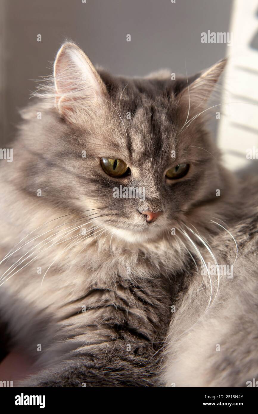 Domestic long haired fluffy gray cat with green eyes sitting near window  and having sun. Selective soft focus. The cat in the home interior. Image  for Stock Photo - Alamy