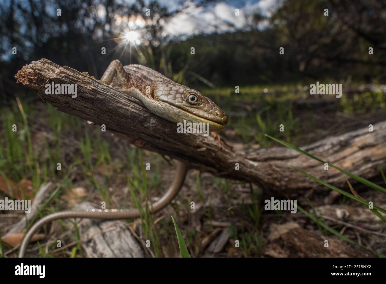A southern alligator lizard (elgaria multicarinata) from Mt. Madonna county park in Santa Clara county in California. Stock Photo