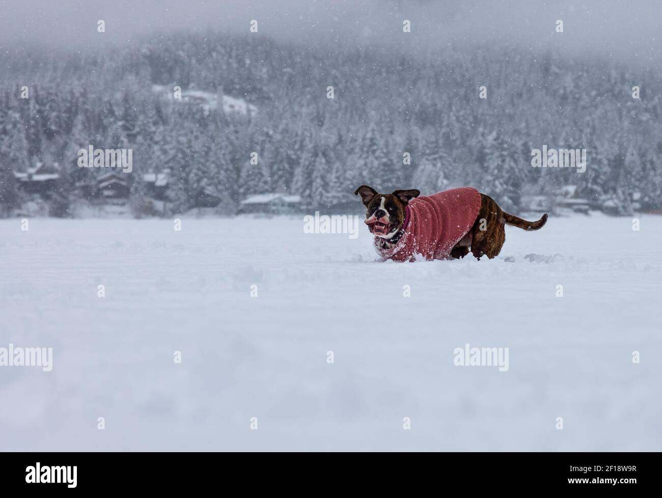 Dog playing in the snow Stock Photo - Alamy