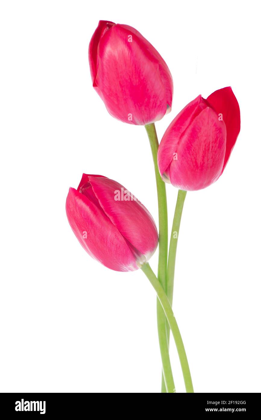 Pink tulips bouquet isolated on white background Stock Photo - Alamy