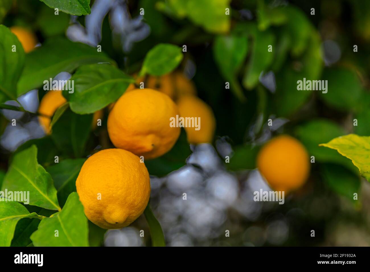 Lemon citrus growing on the same hybrid tree via a graft in California