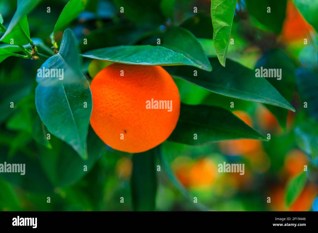 Orange citrus growing on the same hybrid tree via a graft in California