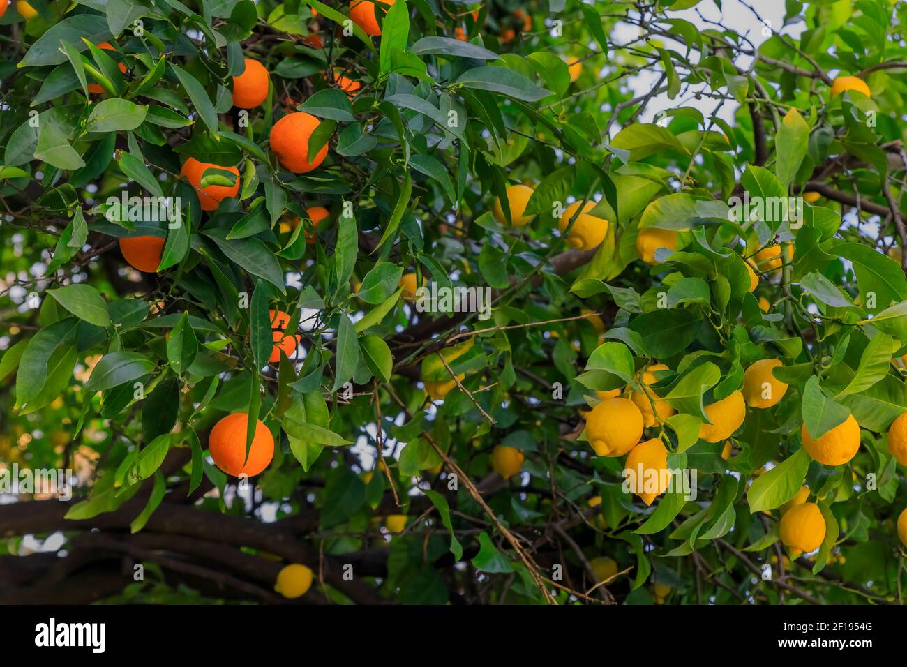 Orange and lemon citrus growing on the same hybrid tree via a graft in California USA