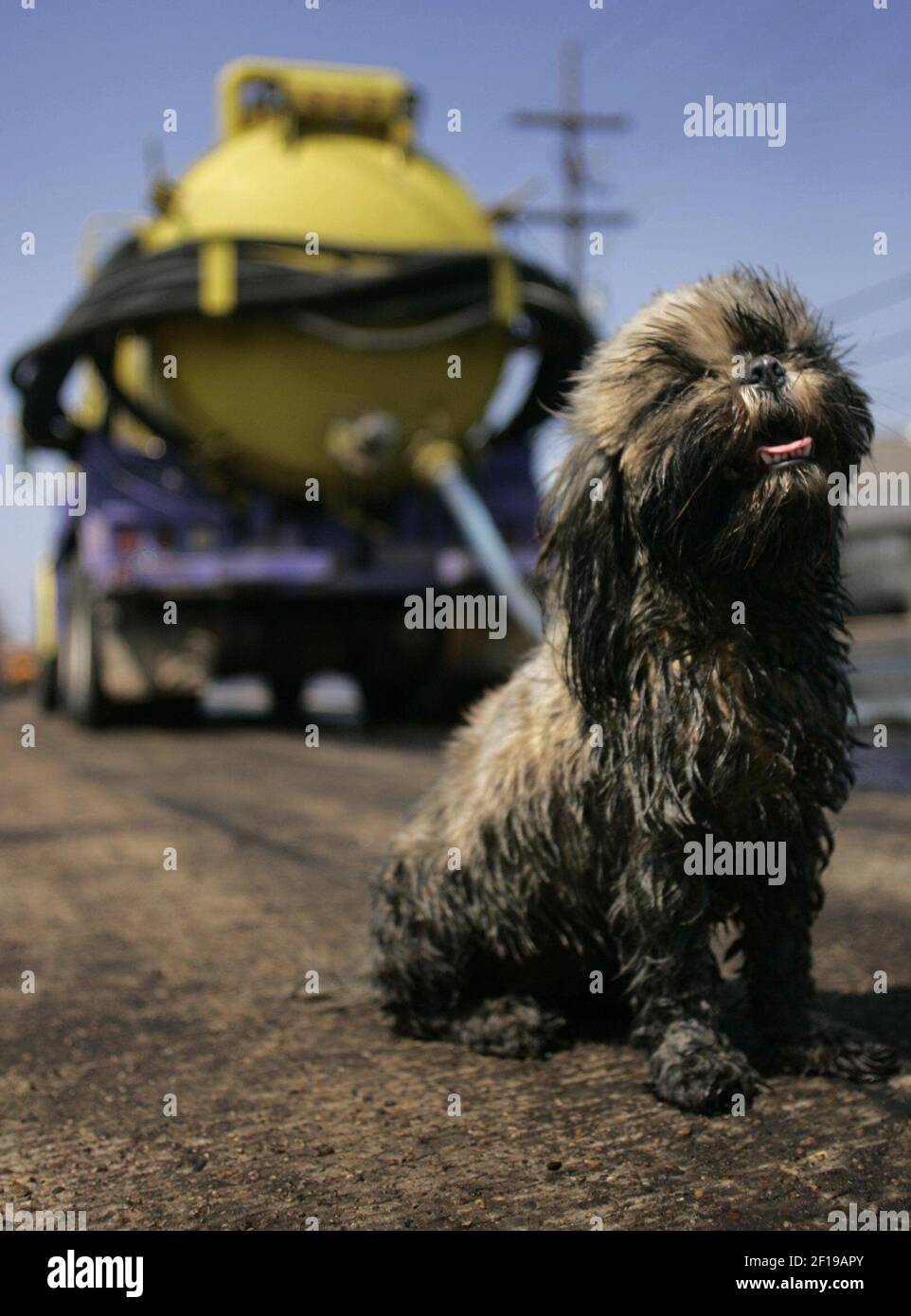 Do Dallas Dogs Need To Wear Their Rabies Tags