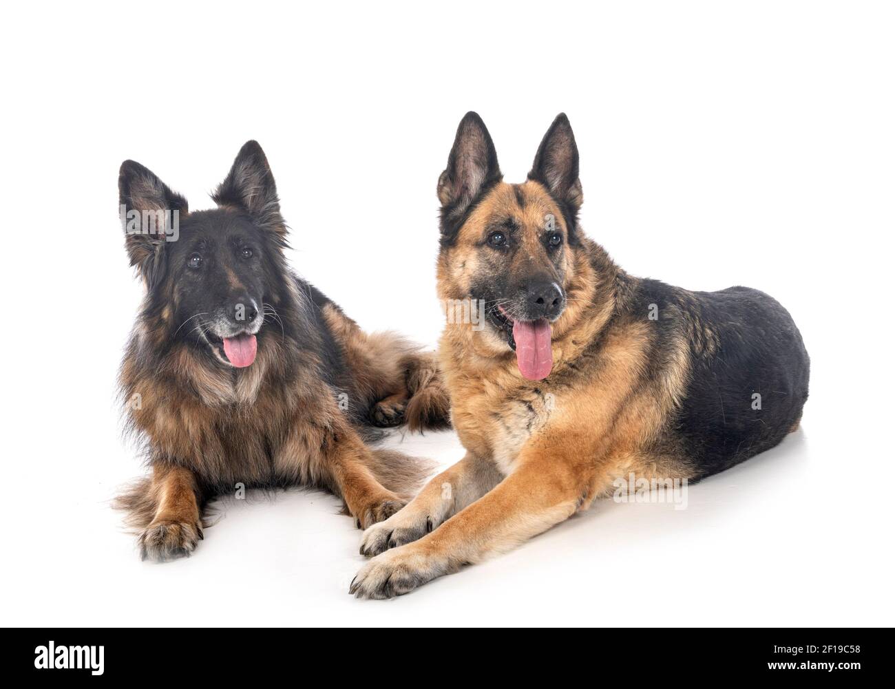 old german shepherds in front of white background Stock Photo