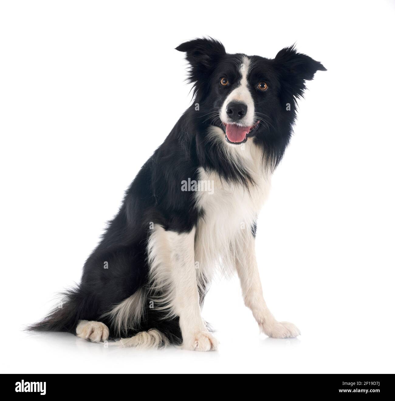 border collie in front of white background Stock Photo