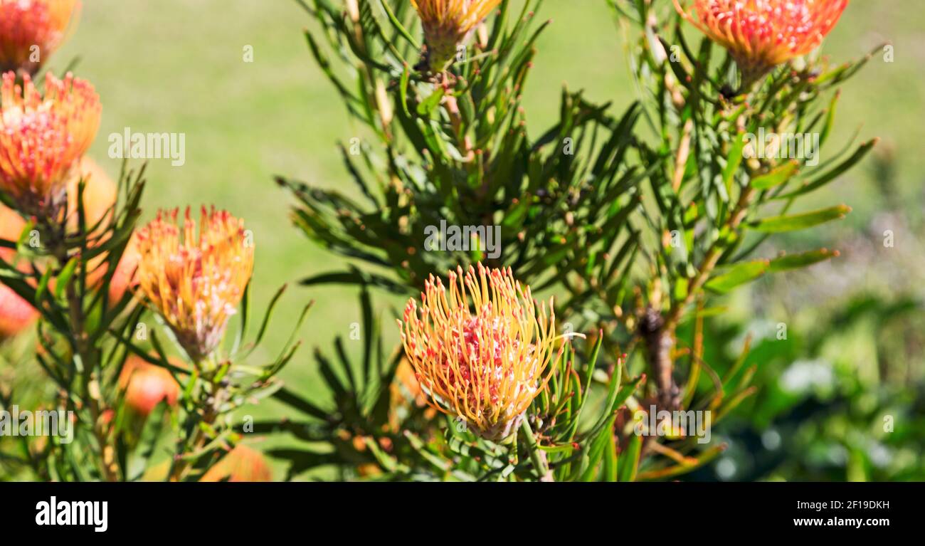 In south africa close up of the    red orange cactus flowe Stock Photo