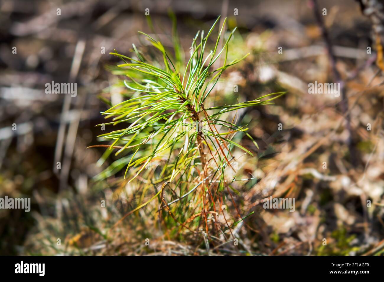 forest: the young small coniferous trees must be protected from browsing by deer Stock Photo