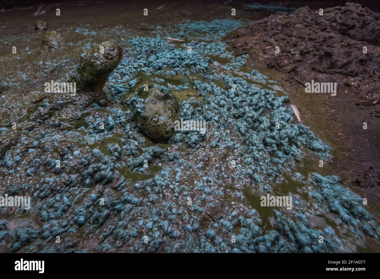 A blooming blue green algae in a cattle pond in Northern California, these cyanobacteria blooms create dangerous toxins and unsafe water conditions. Stock Photo