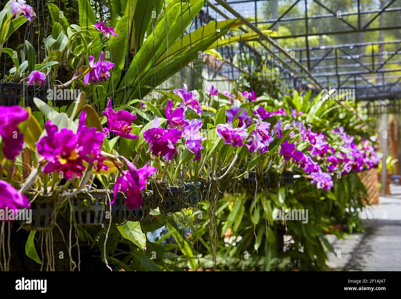 Purple orchids, Violet orchids. Orchid is queen of flowers. Orchid in tropical garden. Orchid in nature. Stock Photo