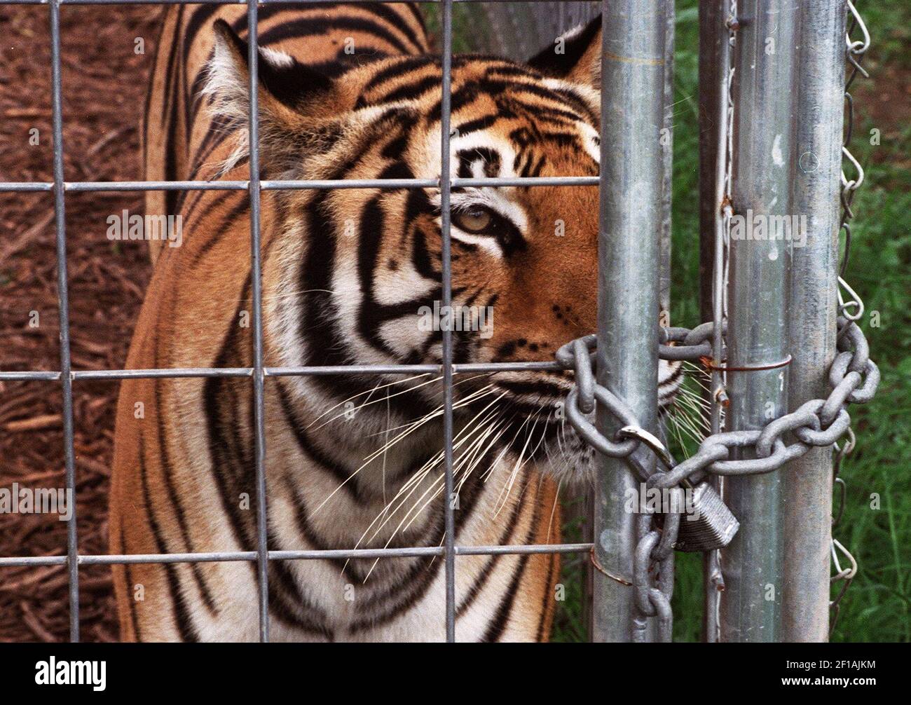 KRT US NEWS STORY SLUGGED: ZOO SAFETY KRT PHOTOGRAPH BY JUDITH CALSON/SAN  JOSE MERCURY NEWS (KRT135- February 11) A tiger at the Wildlife Animal  Orphanage outside of San Antonio, Texas, a non-profit